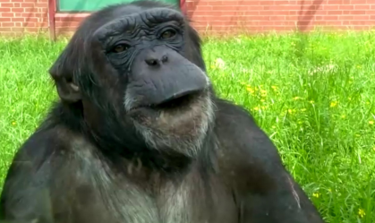 chimpanze