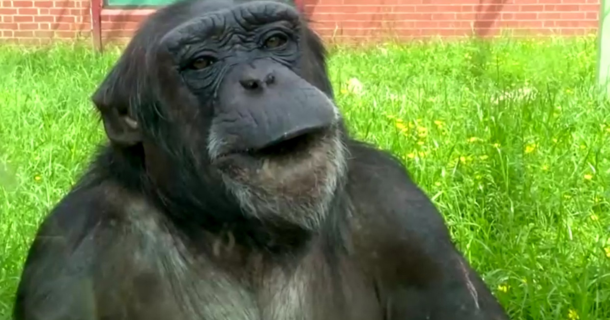 Testes de urina em chimpanzés reforçam teoria do “macaco bêbado”