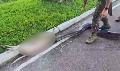 Cadela atacada por sucuri é salva e ganha novo lar no Pará