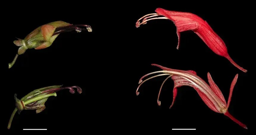 As flores curtas, largas e verde-amareladas da trepadeira batom (à esquerda) são mostradas ao lado das flores longas, vermelhas e tubulares de sua parente • Jing-Yi Lu