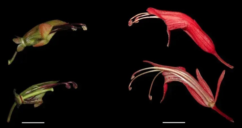 As flores curtas, largas e verde-amareladas da trepadeira batom (à esquerda) são mostradas ao lado das flores longas, vermelhas e tubulares de sua parente • Jing-Yi Lu