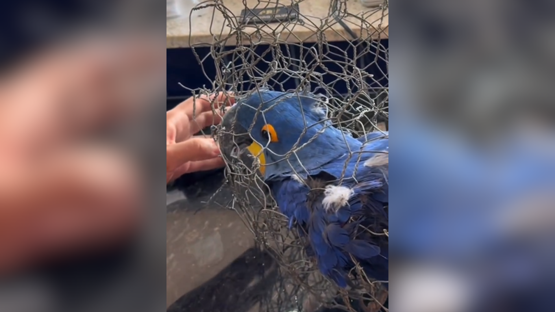 Animal foi encontrado em condições precárias após vistoria em veículo em rodovia do Piauí