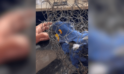 Arara-azul morre após ser presa em arame e escondida em porta-malas no PI