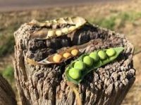 Brasil e Índia avançam em acordo para exportação de feijões