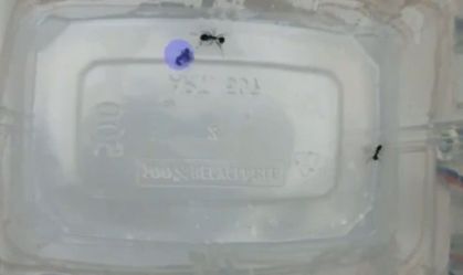 Formigas deixam de reconhecer companheiros e se autoatacam; entenda motivo