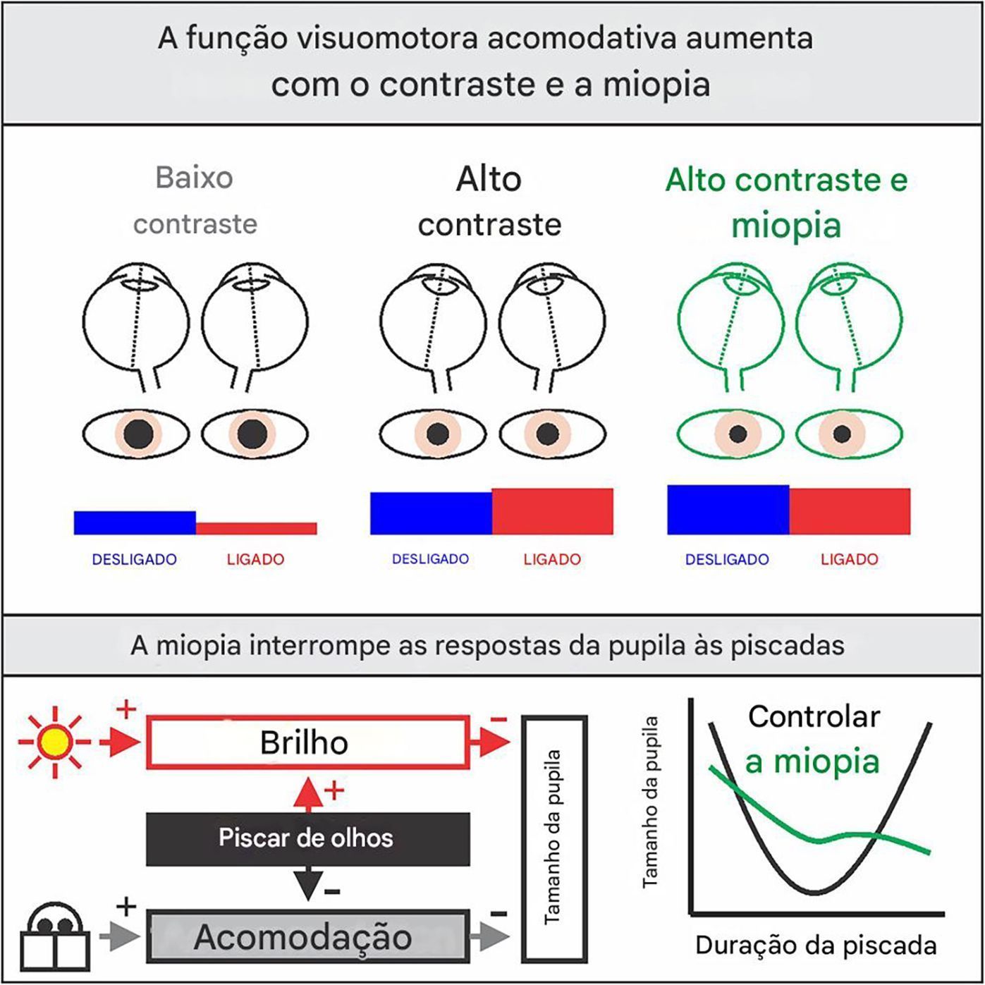 A função viomotora acomodativa aumenta com o contraste e a miopia • Urusha Maharjan. Cell Reports, 2026/Divulgação