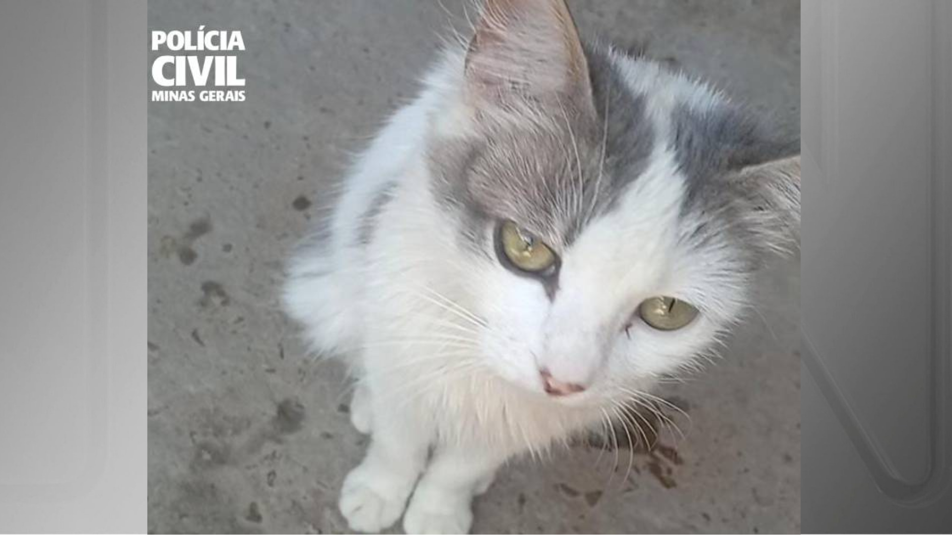 gata