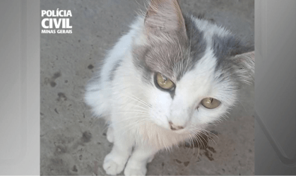 gata