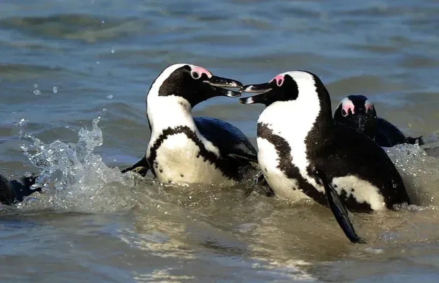 Ao longo da última década, o SANCCOB devolveu à natureza, em média, 81% dos pinguins-africanos sob seus cuidados • Jewel Samad/AFP/Getty Images