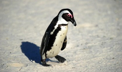 Desesperados de fome, pais pinguins alimentam filhos com pedras na África