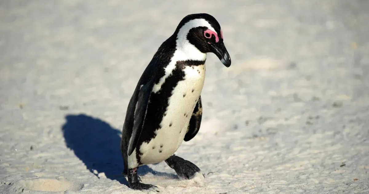 Pinguins-de-adélia observados na Antártida com resíduos de coloração rosa