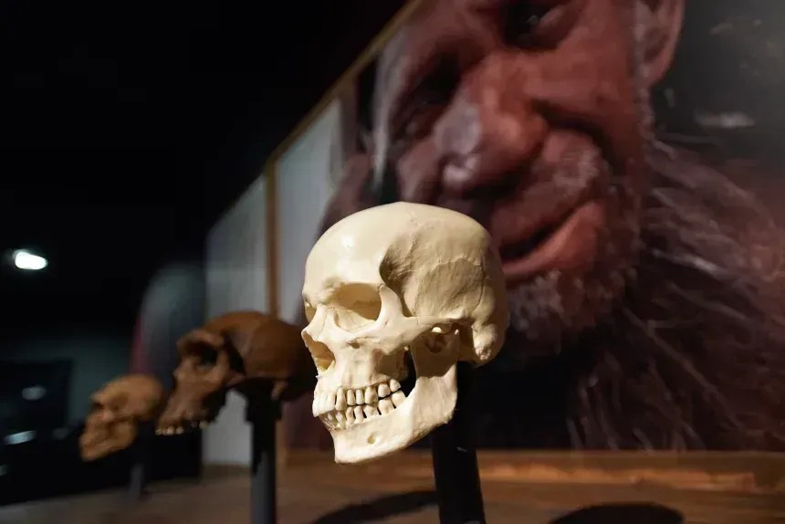 Um crânio humano está em exposição junto com a imagem de um homem de Neandertal no Museu de História Natural de Toulouse, na França, em outubro de 2019 • Alain Pitton/NurPhoto/Getty Images