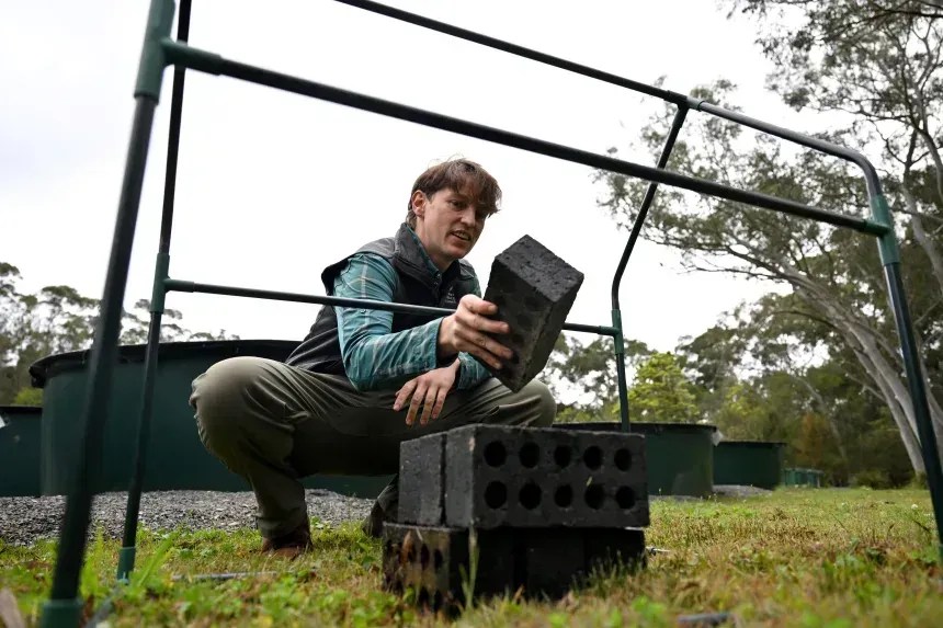 O biólogo Anthony Waddle, da Universidade Macquarie, visto aqui construindo "saunas", onde os sapos podem se aquecer e combater a infecção mortal pelo fungo quitrídio • Saeed Khan/AFP/Getty Images