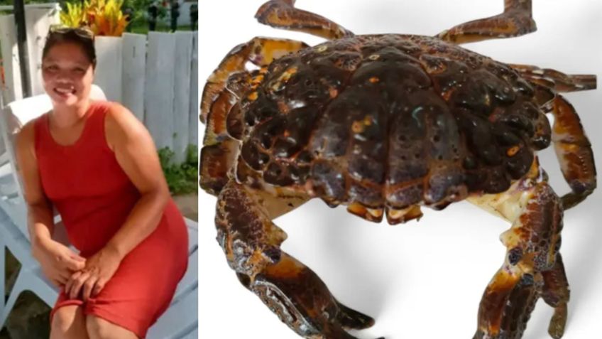 O "caranguejo-do-diabo" que a influenciadora comeu • Reprodução/Instagram