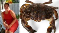 Por que comer o "caranguejo do diabo" pode ser fatal? Entenda