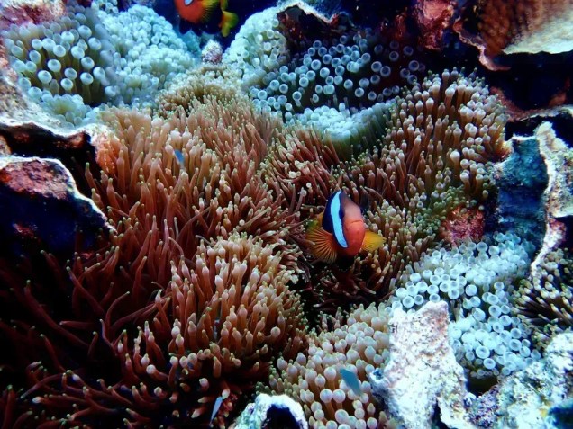 O recife de coral tem aproximadamente o mesmo comprimento que um campo de futebol • Jan Pope/Cidadãos do Recife