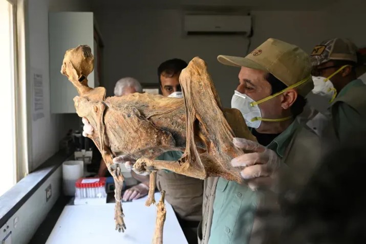 Pesquisadores examinam uma chita mumificada • Centro Nacional para a Vida Selvagem