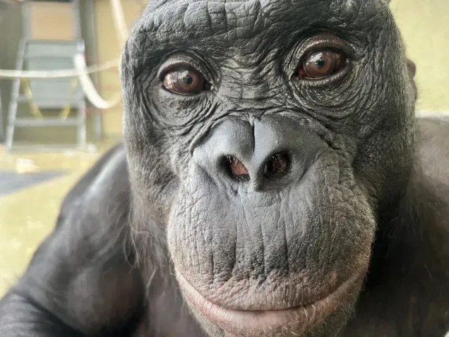 Kanzi, o bonobo que participou do estudo em 2024, morreu em março de 2025 • Iniciativa dos Macacos