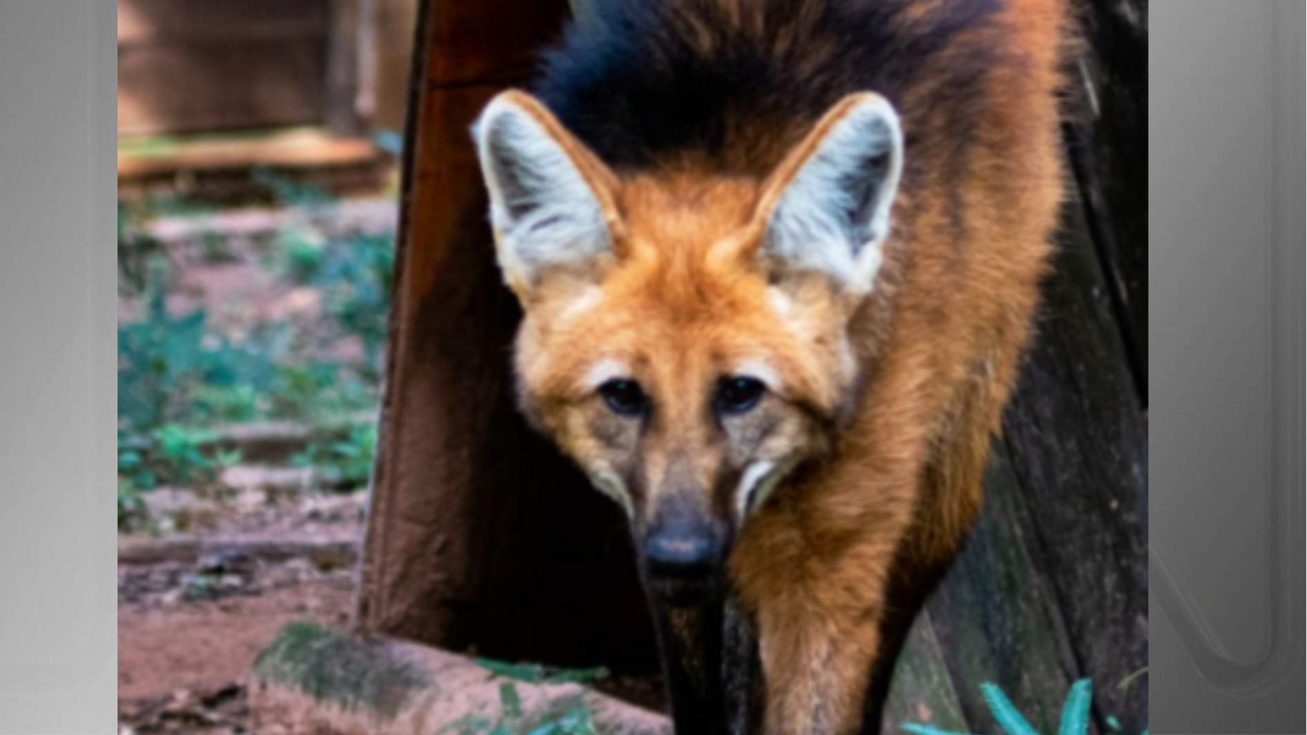 lobo guara