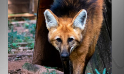 lobo guara