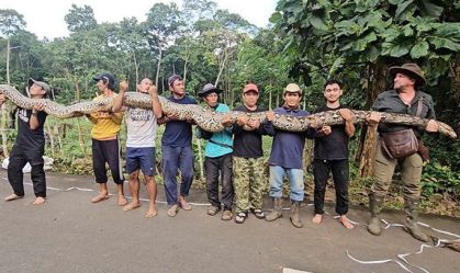Maior cobra selvagem do mundo precisa de 9 homens para ser carregada; veja