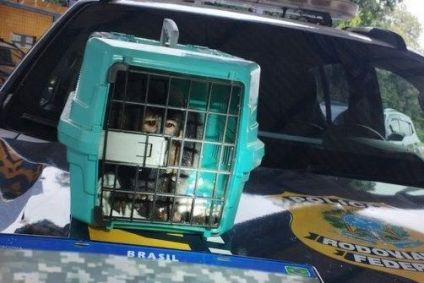 O animal foi encaminhado à Polícia Militar Ambiental para os cuidados e procedimentos legais cabíveis