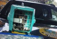 Macaco-prego é resgatado pela PRF durante abordagem na BR-040, em MG