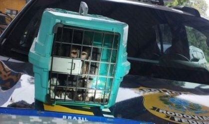 Macaco-prego é resgatado pela PRF durante abordagem na BR-040, em MG