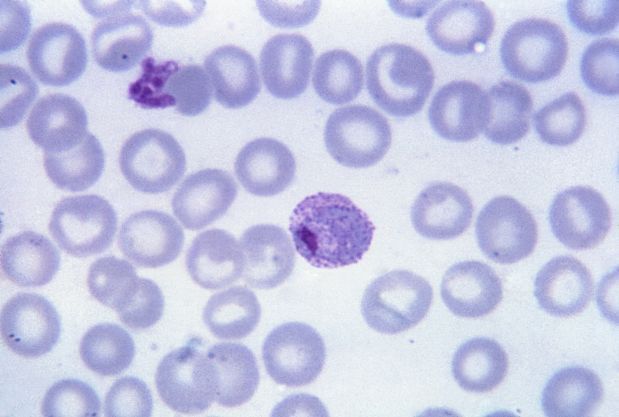 Verificações no sangue de pacientes infectados mostram que a molécula inibe a formação do parasita em estágios que ocorrem dentro do mosquito vetor; dessa forma, mesmo que o inseto pique um humano infectado mas tratado com o composto, ele não consegue transmitir o parasita para outra pessoa