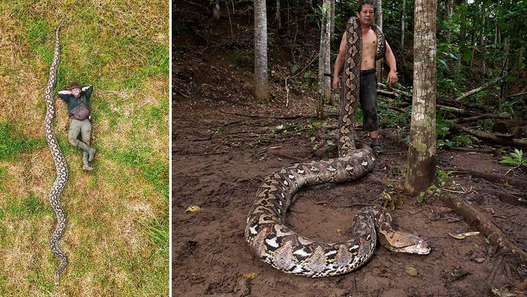 Se colocada em um gol padrão da FIFA, essa píton prodigiosa ocuparia essencialmente toda a largura, de uma trave à outra • GWR