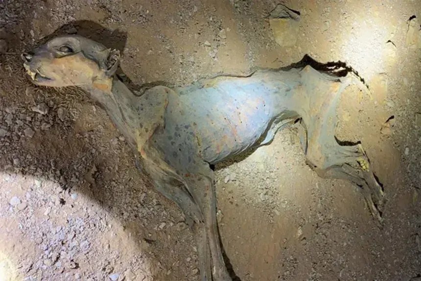 Os restos de guepardo encontrados em cinco cavernas estavam praticamente intactos, com tecidos moles e esqueletos bem preservados • Centro Nacional para a Vida Selvagem