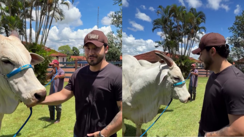 Murilo Huff comprou a vaca mais cara do mundo, de R$ 54 milhões
