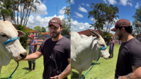 Murilo Huff se encontra pela 1ª vez com vaca de R$ 54 milhões que comprou