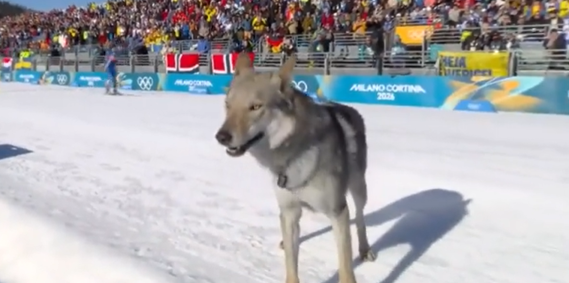 Nazgul, cachorro que invadiu prova do esqui cross-country nas Olimpíadas de Inverno.