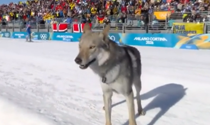 Nazgul, cachorro que invadiu prova do esqui cross-country nas Olimpíadas de Inverno.