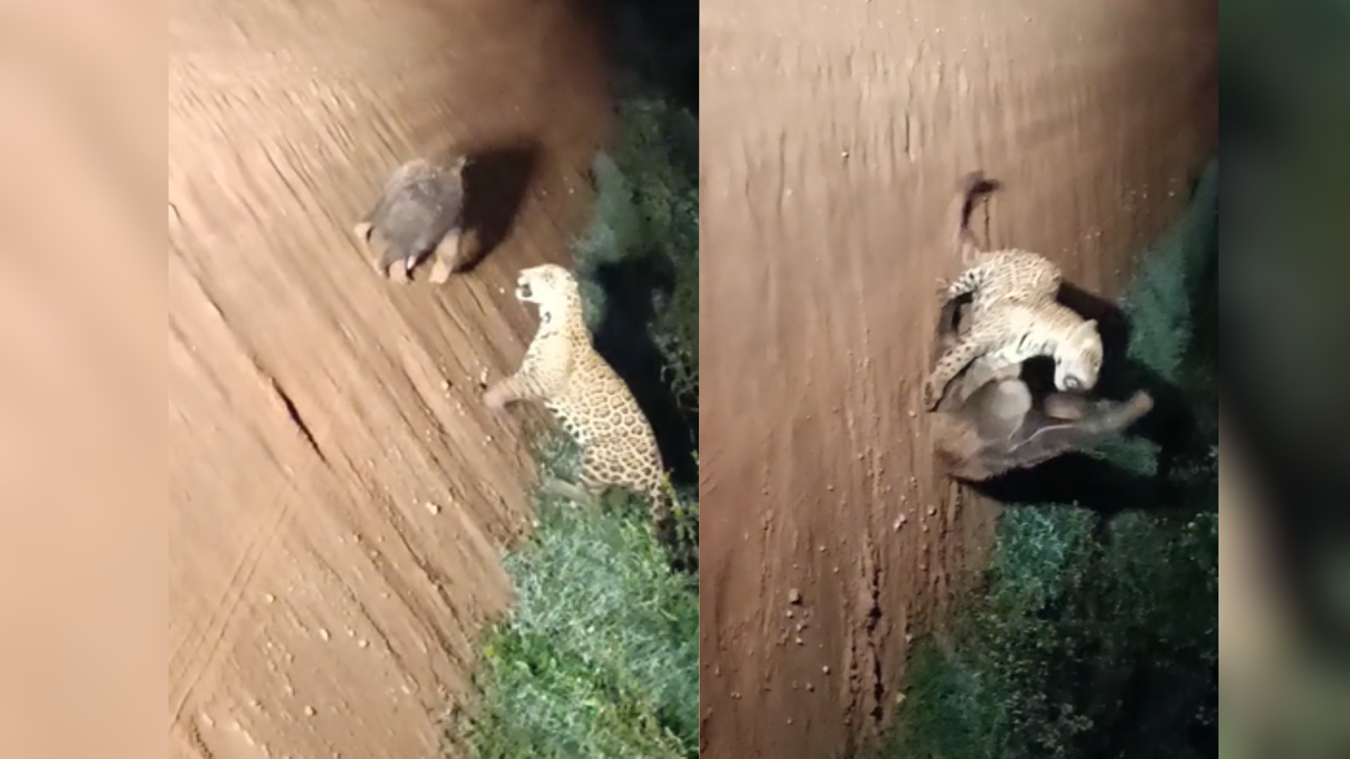 onça e tamandua