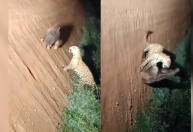 Raro confronto pela vida entre tamanduá e onça-pintada é registrado; veja