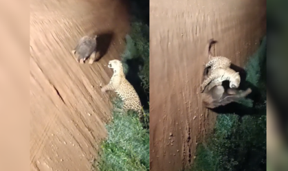 onça e tamandua