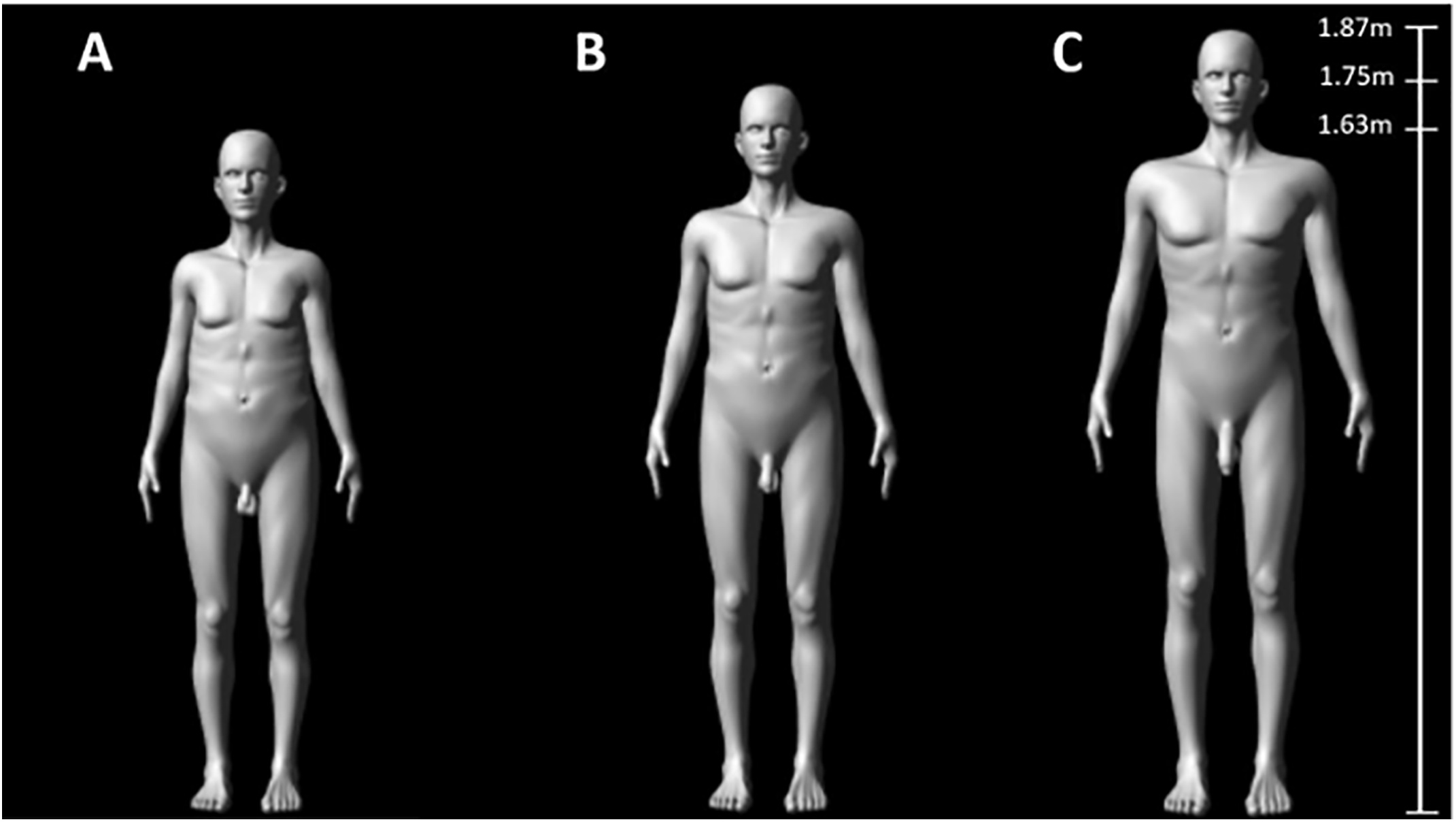 Tamanho do pênis era motivo de disputa entre humanos antes da invenção das roupas • PLOS Biology