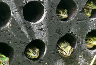 Saunas e banhos medicinais para rãs salvam anfíbios ameaçados de extinção