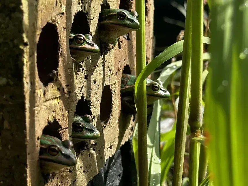 A rã-sino verde e dourada, na foto, é um anfíbio que adora calor e é adaptado ao ambiente urbano, disse Waddle. Quando lhes foram dadas opções, elas tinham quatro vezes mais probabilidade de usar as saunas artificiais do que seu habitat natural, acrescentou ele • Anthony Waddle