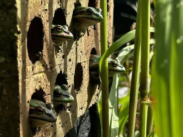 A rã-sino verde e dourada, na foto, é um anfíbio que adora calor e é adaptado ao ambiente urbano, disse Waddle. Quando lhes foram dadas opções, elas tinham quatro vezes mais probabilidade de usar as saunas artificiais do que seu habitat natural, acrescentou ele • Anthony Waddle
