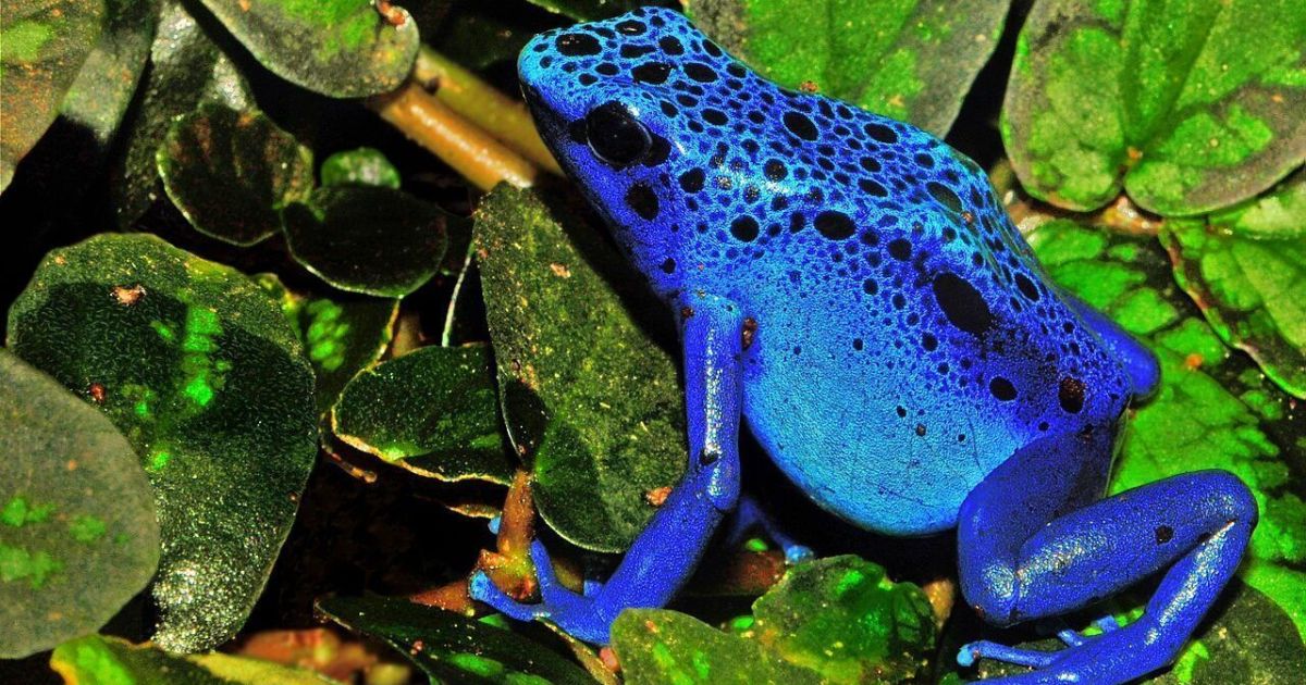 Rã-Flecha Venenosa da Amazônia Ganha Destaque Após Ligação com Caso Navalny e Alerta Ambiental