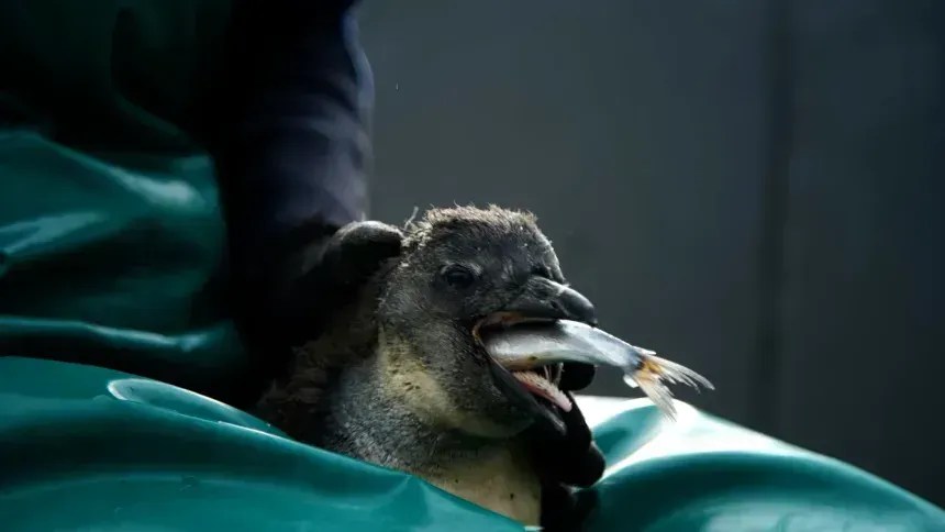 Um filhote é alimentado com sardinhas no centro de reabilitação da SANCCOB, como parte de seu projeto de fortalecimento populacional para ajudar a resgatar, criar e, por fim, libertar jovens pinguins africanos abandonados • CNN