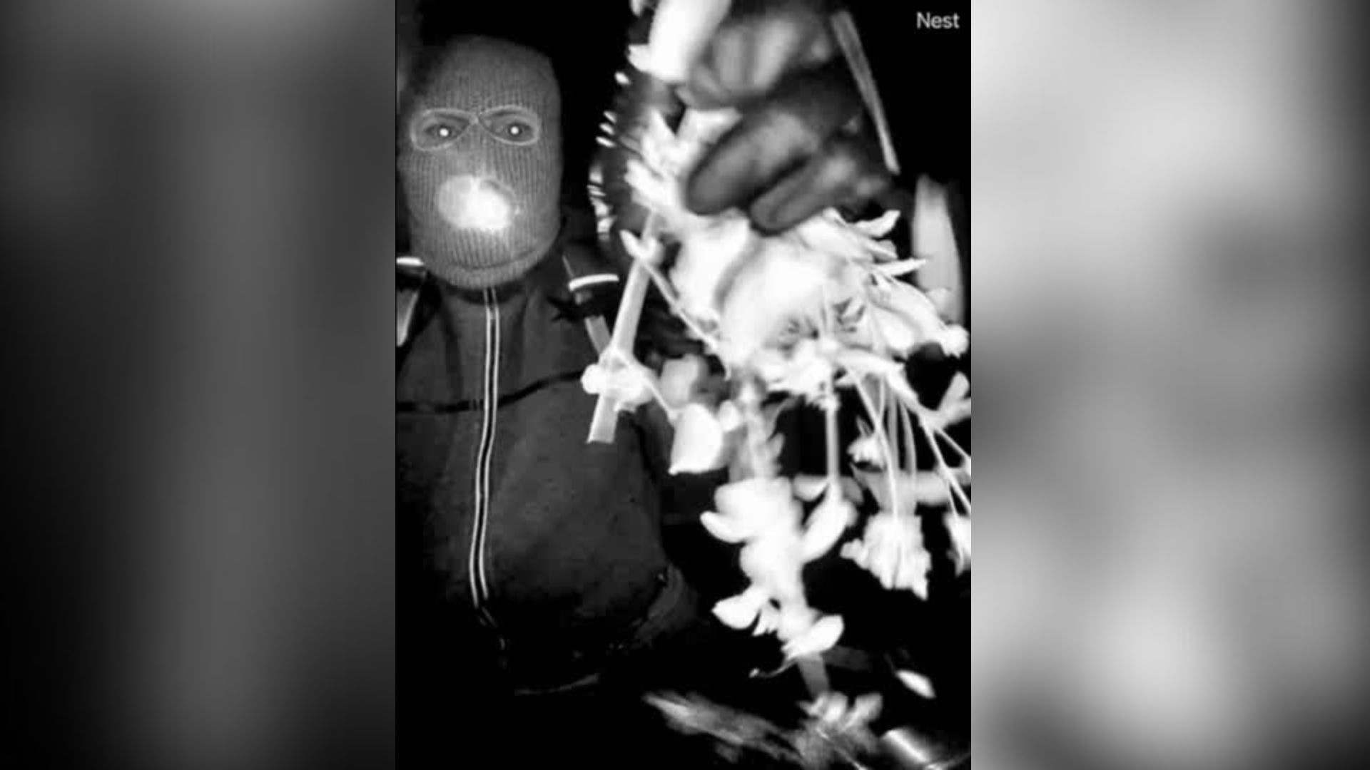suspeito mascarado na casa de Nancy Guthrie