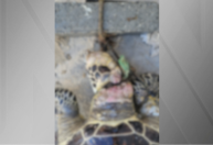 Tartaruga é encontrada morta com uma corda no pescoço no litoral de SC