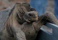 Tartaruga gigante retorna a Galápagos após 180 anos de desaparecimento