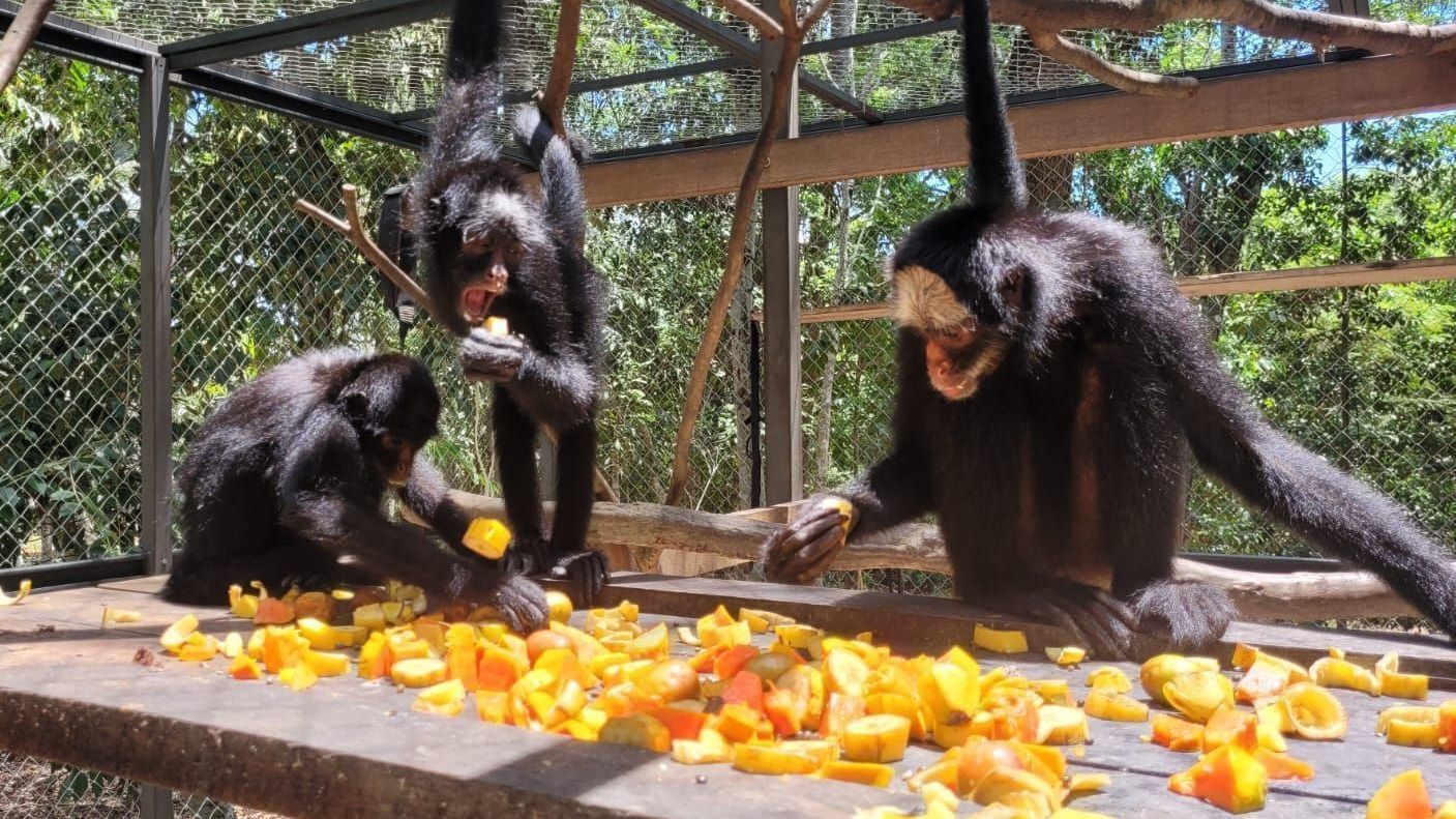 1-Macacos-aranha3