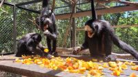 Macacos-aranha-da-testa-branca são os novos integrantes do Zoo de SP