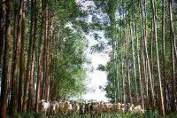 Calor excessivo pode reduzir até 15% a eficiência produtiva do rebanho